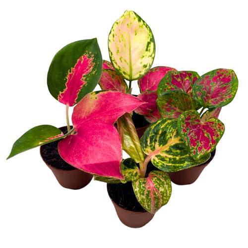 BubbleBlooms Aglaonema Assortment 2 inch Set of 4 β Patio, Lawn & Garden review